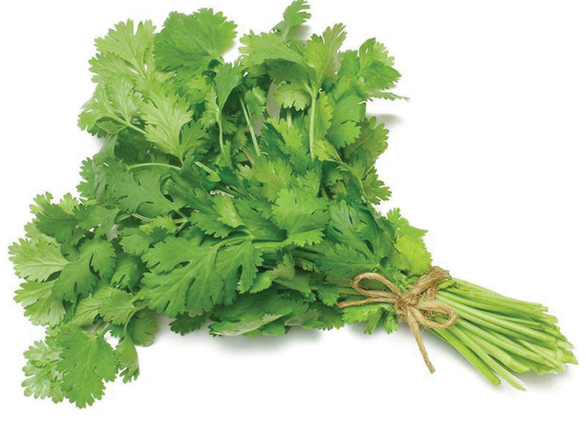 CILANTRO LEAVES 1 BUNCH