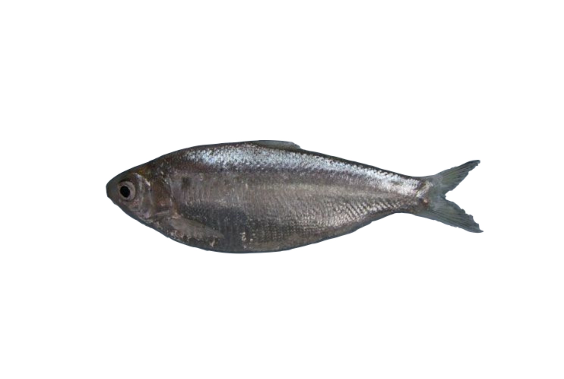 Chapila 1 LBS