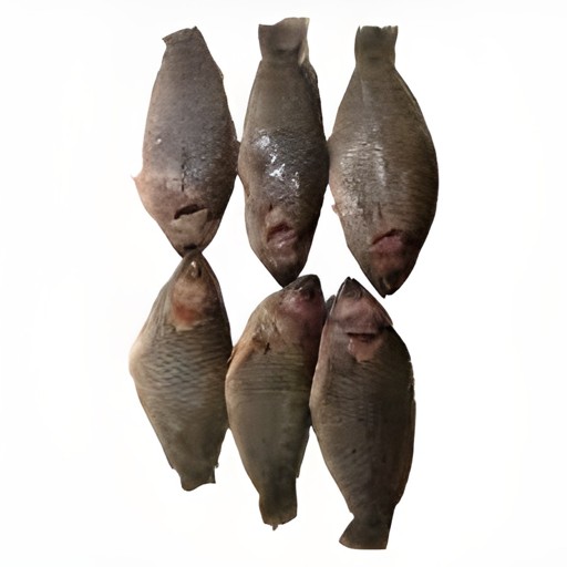 Koi Block 1 LBS