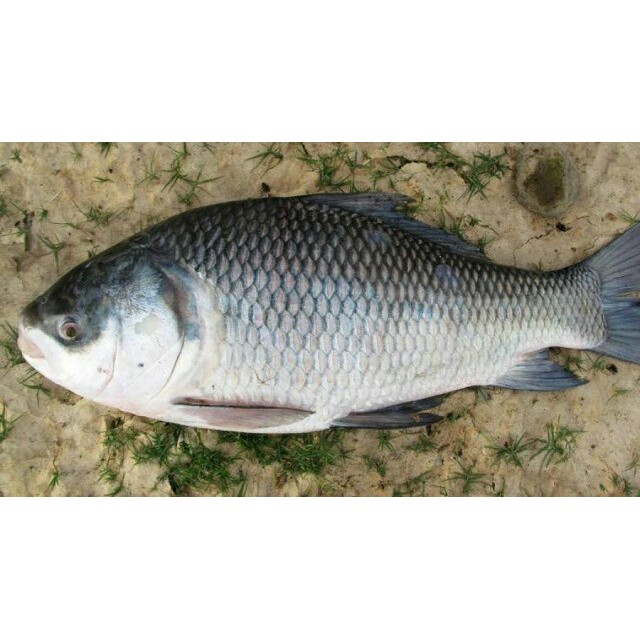 Sagor Pona 1 LBS