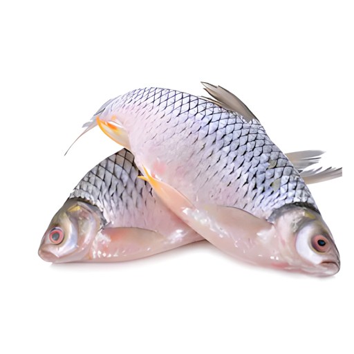 Shorputi 1.5 Kg Up 1.5 KG