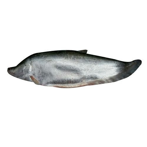 Chitol 1 LBS