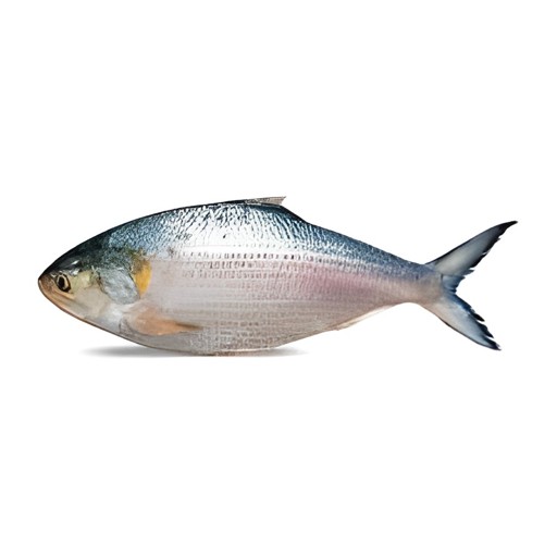 Hilsha 1200Grm 1200 GM