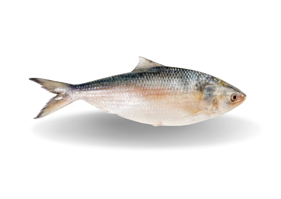 Hilsha Chandpuri 1 LBS