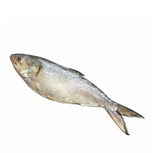 Hilsha Large Pc 1 LBS