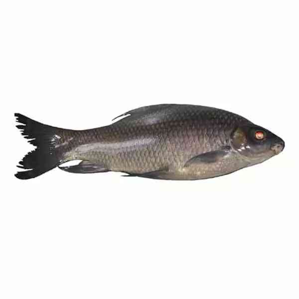 Kalibaush 3kg Up 3 KG