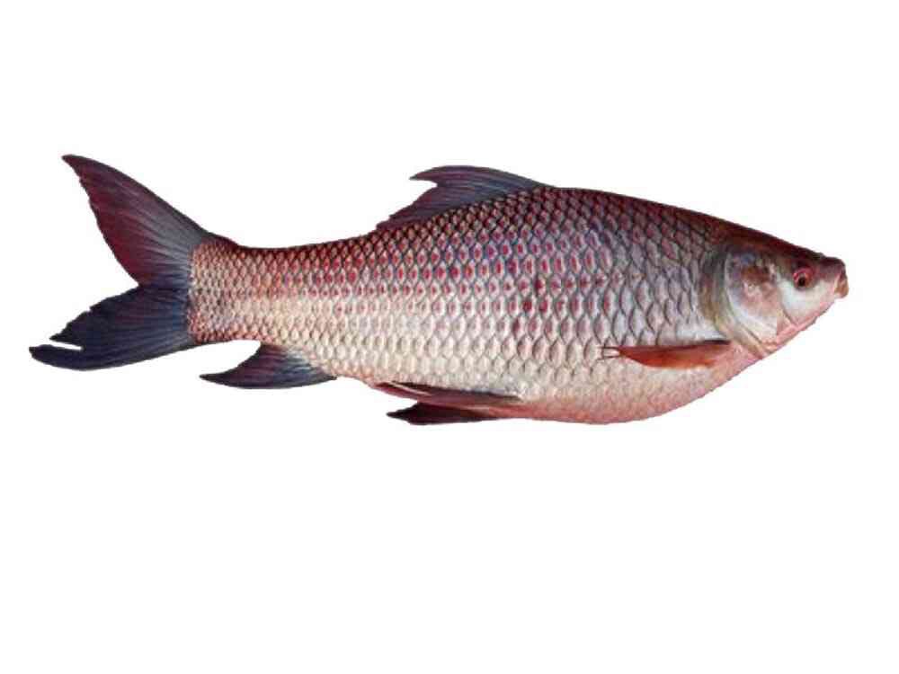 Katol Fish, Whole (5 Kg And Up Fish) 1 LBS