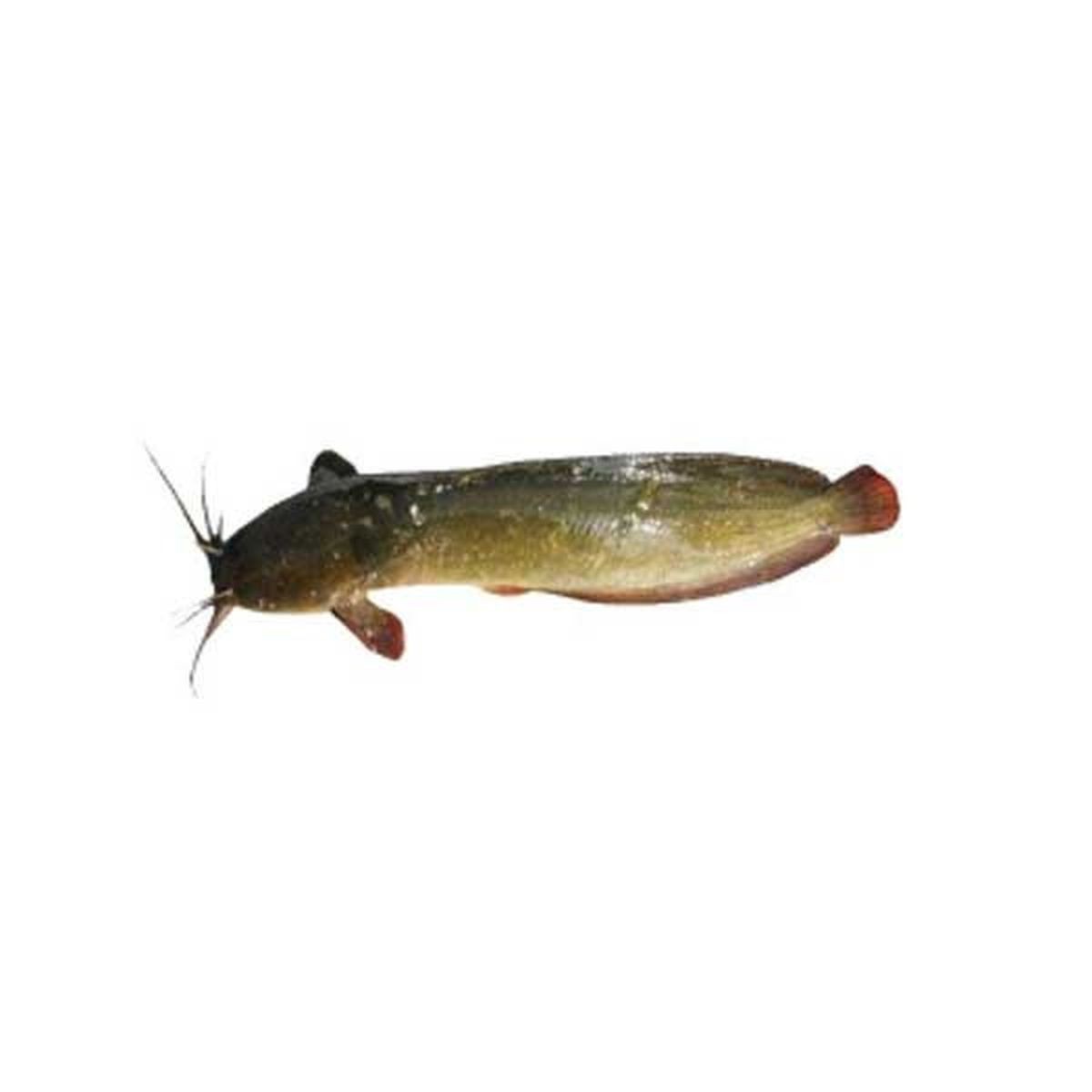 MAGUR Fish 1 LBS