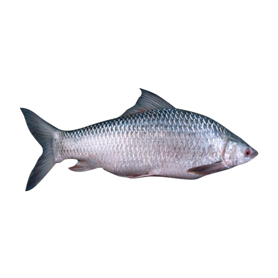 Mrigal 3 Kg Up 1 LBS