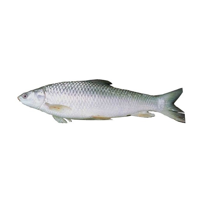 Mrigal 4/5 Kg Up 1 LBS