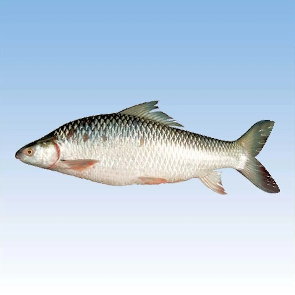 Mrigal 4kg Up 1 LBS