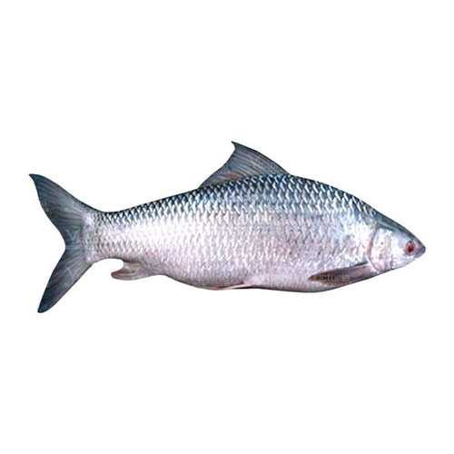 Mrigal 6Kg Up Fish 1 LBS