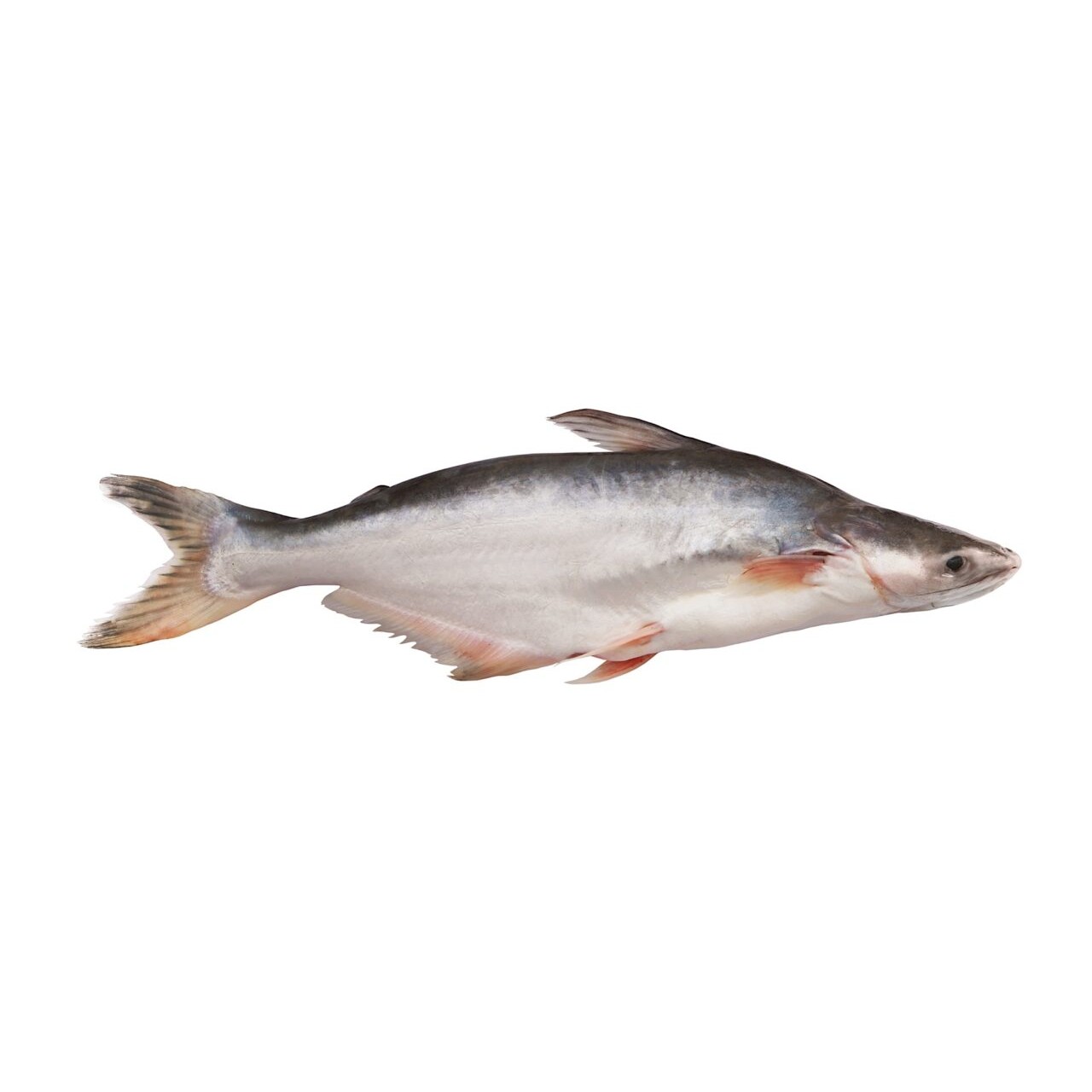 Pangash Fish 1 LBS