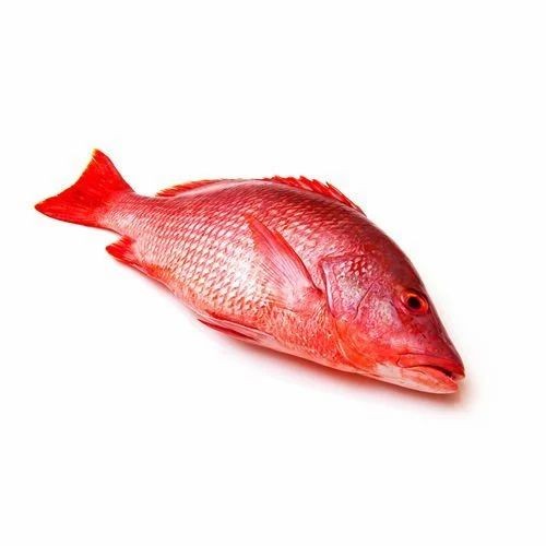 Red Snapper 1 LBS