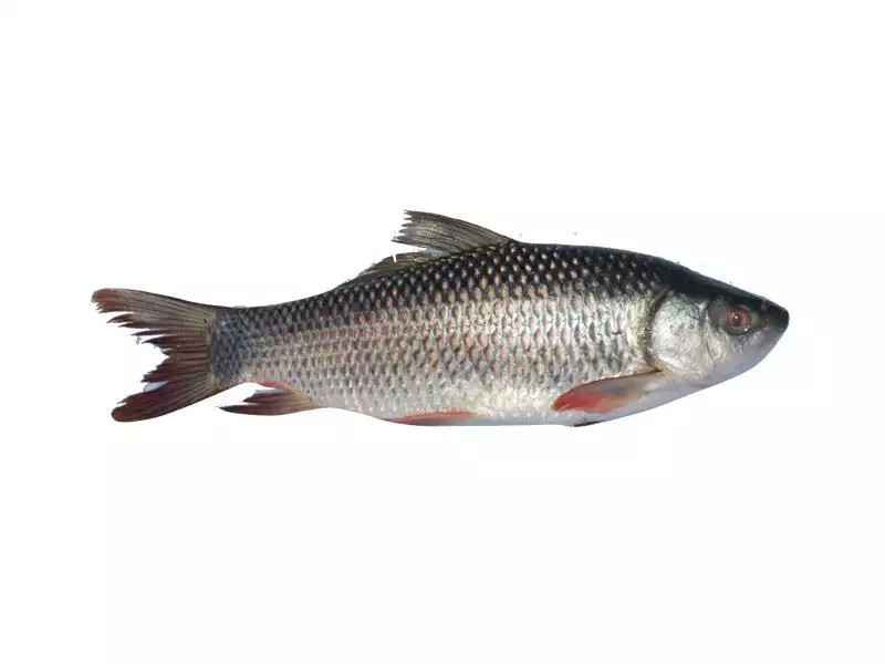 Rohu Fish 3 Kg Up 1 LBS