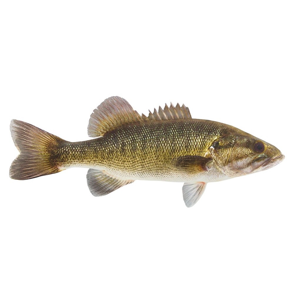 Showl Fish 1 LBS
