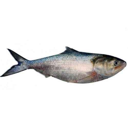 Small Hilsha 1 LBS