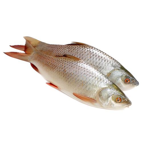 Rui Fish 1 LBS