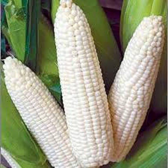 White Corn 1 LBS