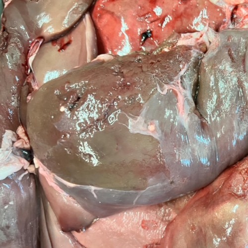 Goat Without Head, Liver 2 LB