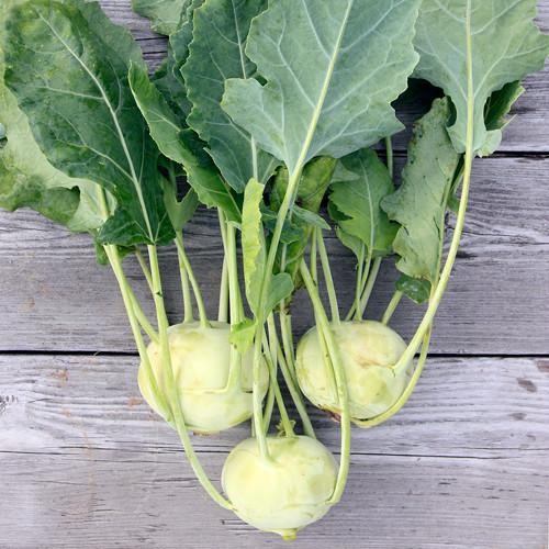 Kohlrabi 1 PACK