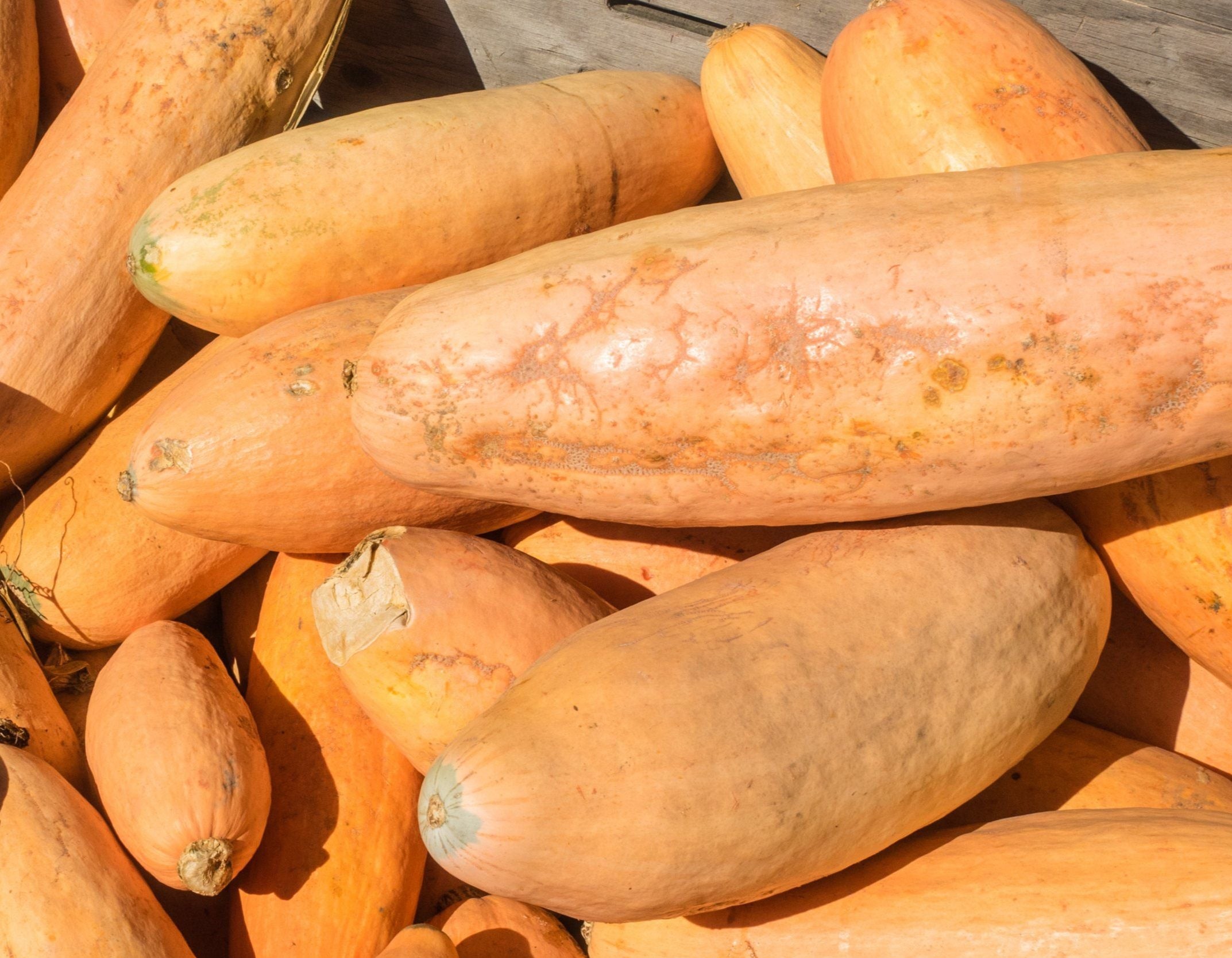Banana Squash 1 PACK