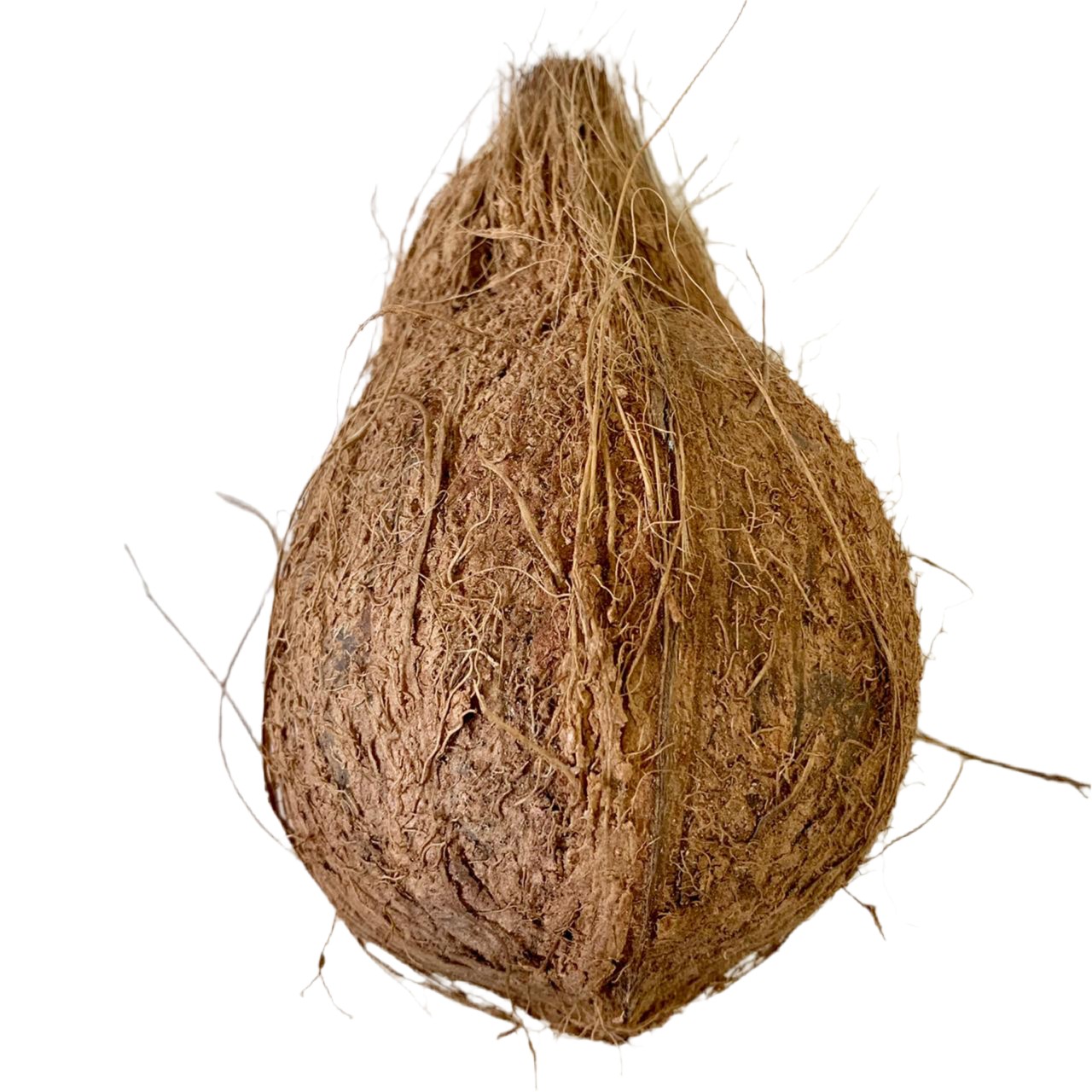 Brown Coconut 1 EACH