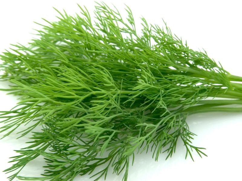 Fennel Leaves 1 LBS