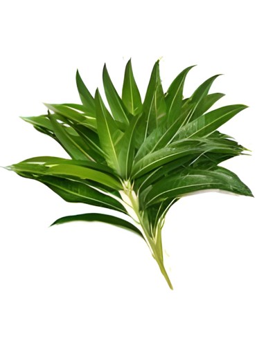 Mango Leaves (aamba) 1 LBS