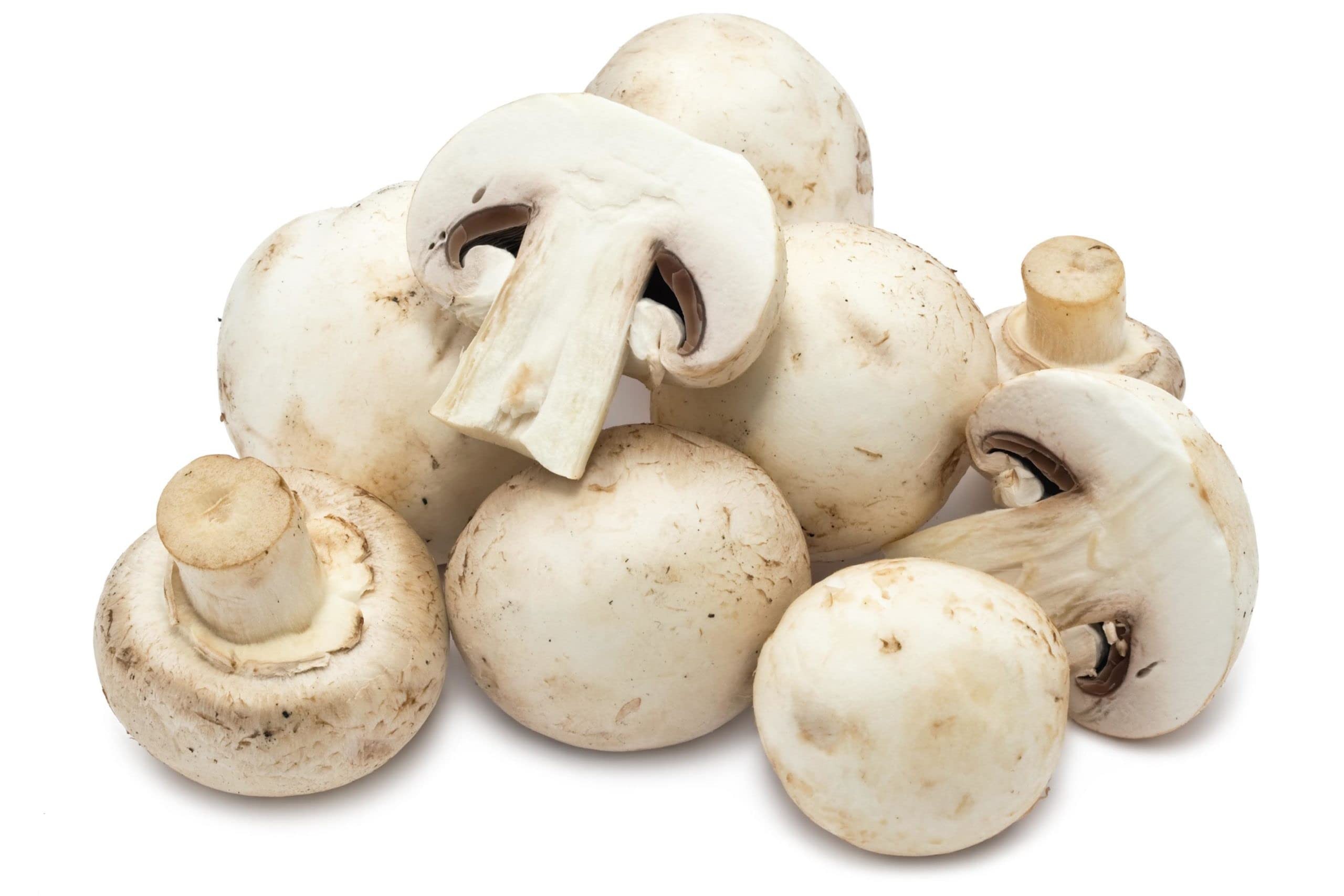 Mashroom 1 LBS