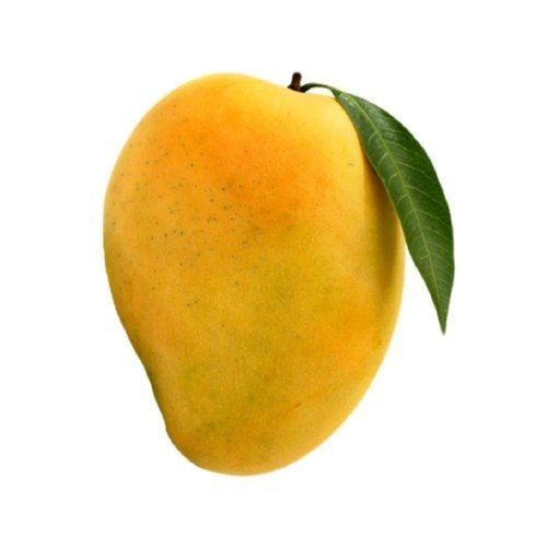 Mango Single 1 LBS