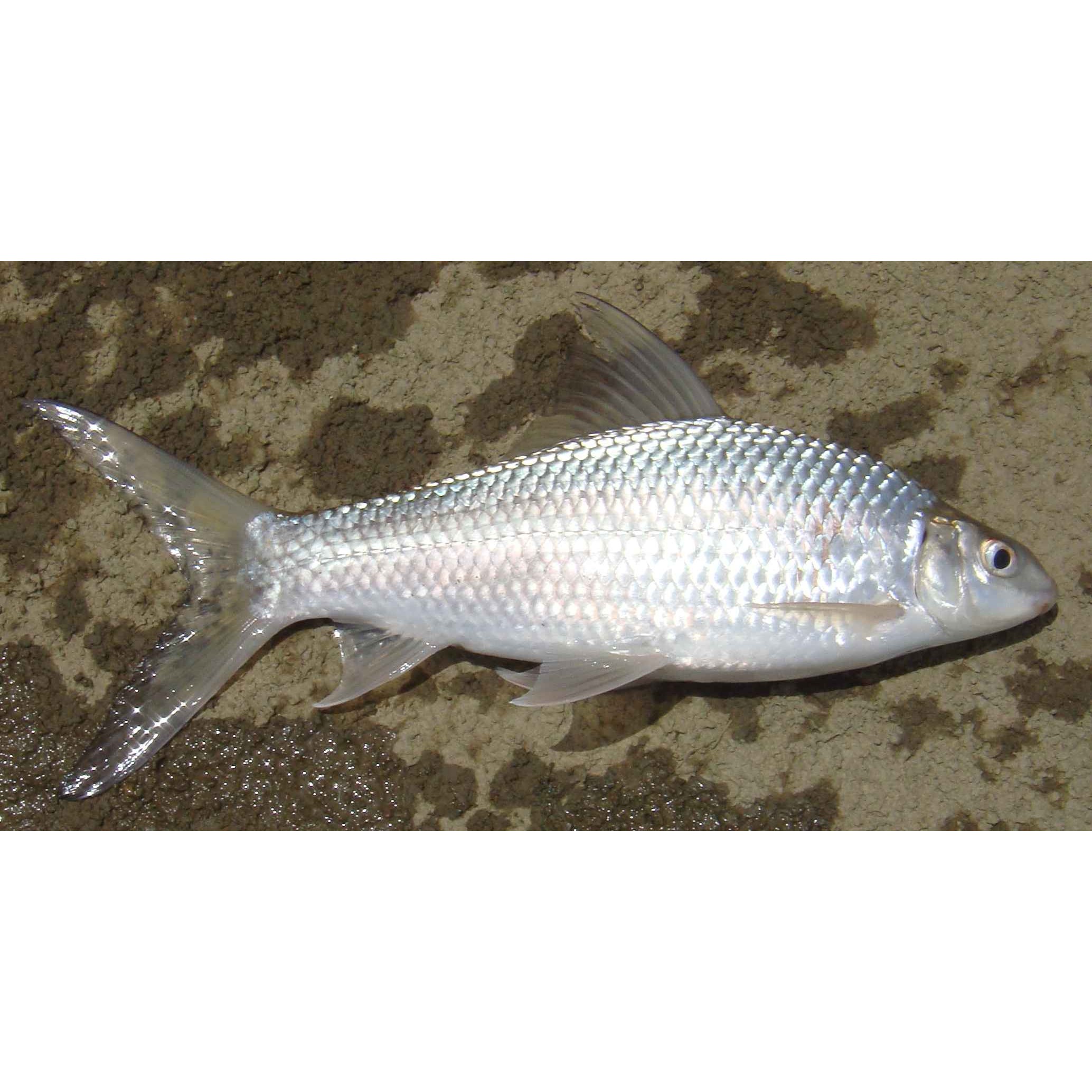 Mrigal Whole 1 LB