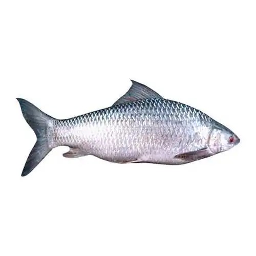 Mrigal Whole 2 LB
