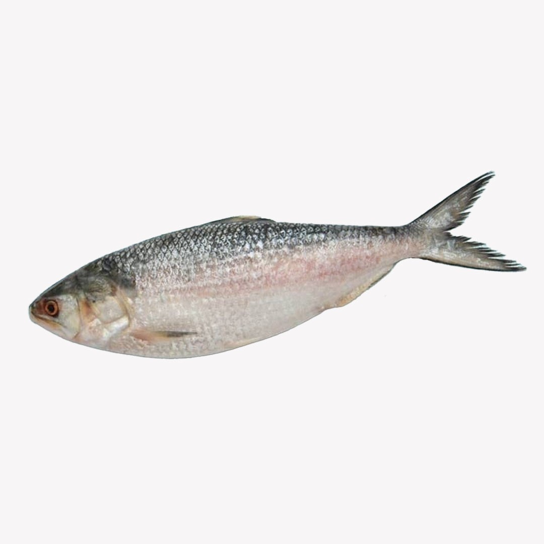 Hilsa Whole 1 LB