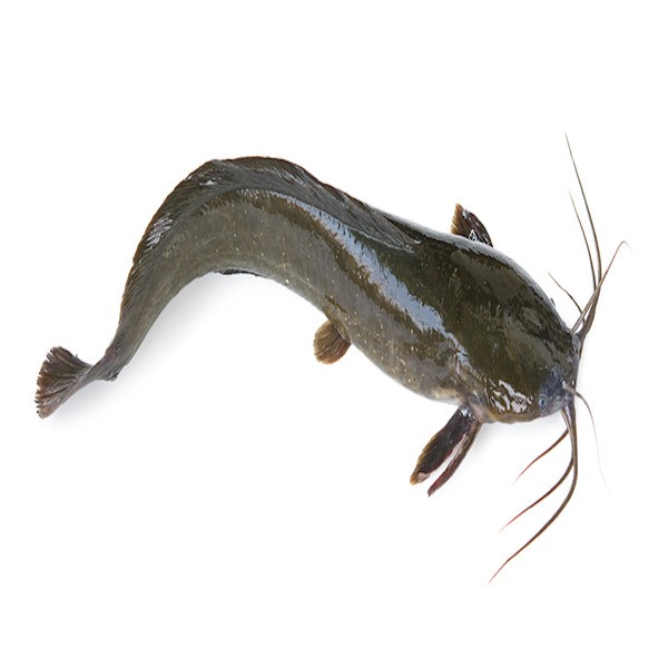 Catfish Whole 1 LB