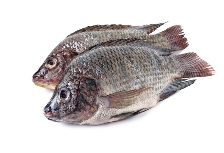 Talapia Whole 2 LB