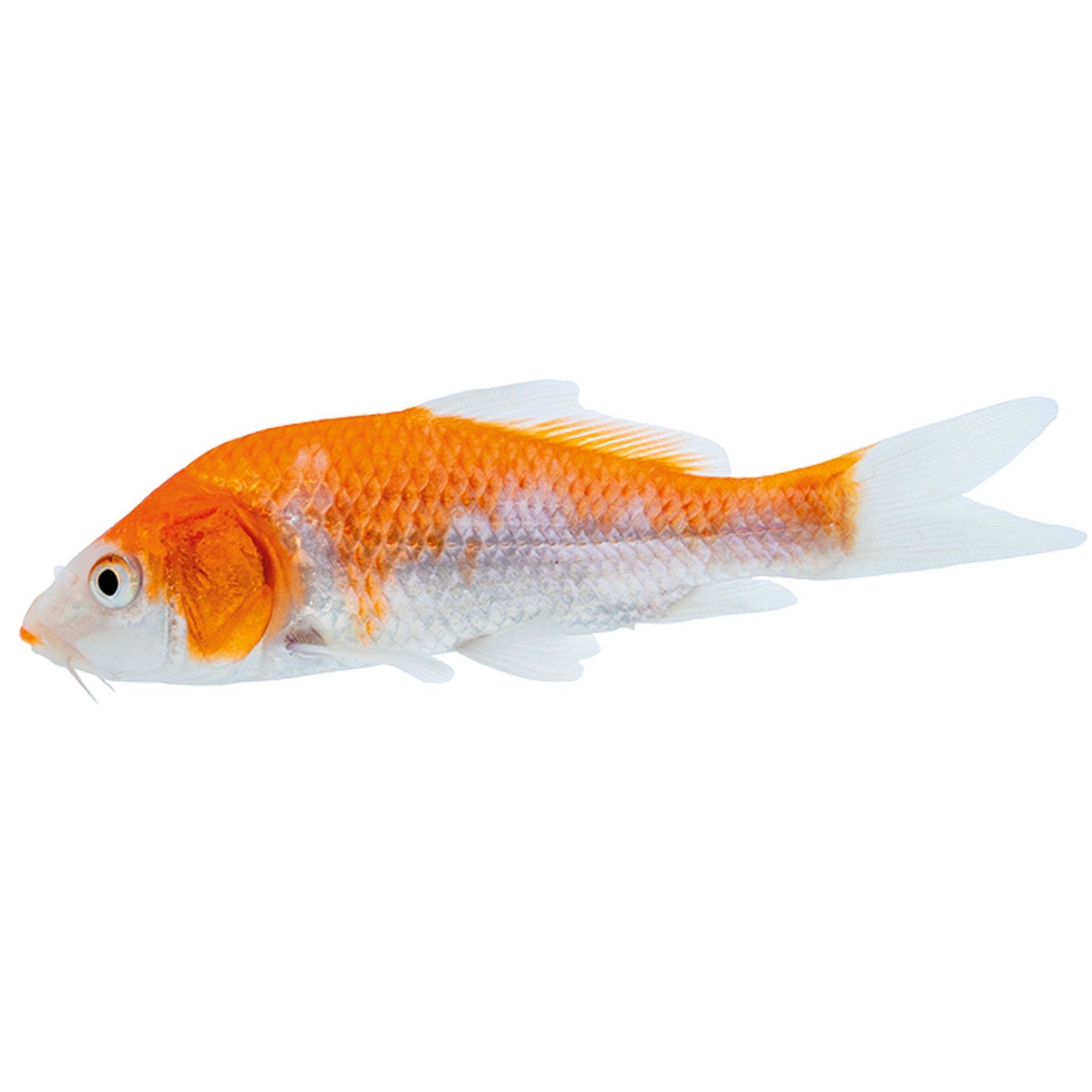 Koi Fish 1 EACH