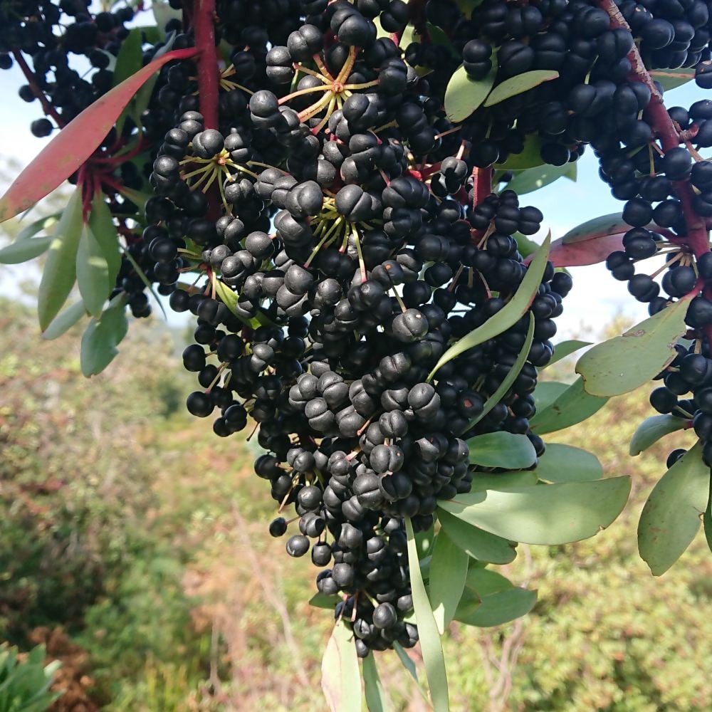 KALUSTYANS TASMANIAN PEPPER BERRIES 0.06 Lbs