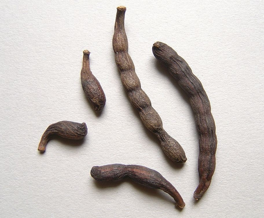 KALUSTYANS GRAINS OF SELIM 1 Lbs