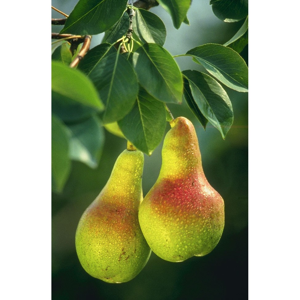 Pears 125 GM
