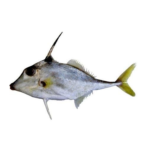 Mola 1 LBS