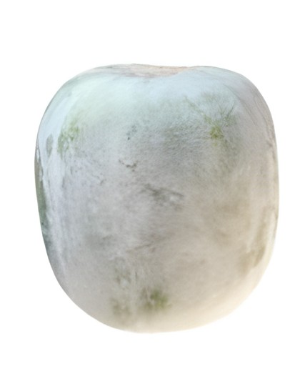 Kubindo  1 LBS