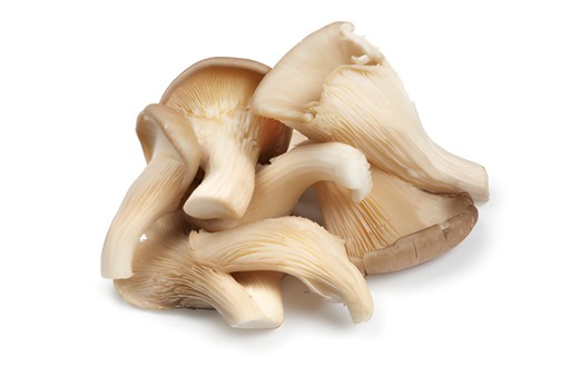 Oyster Mushroom 1 LBS