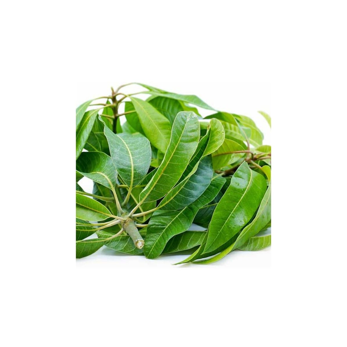 Mango Leave 1 LBS