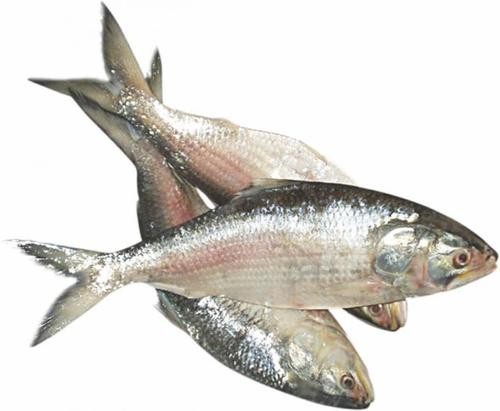 Shahjalal Hilish (1 Kg) 2 LBS