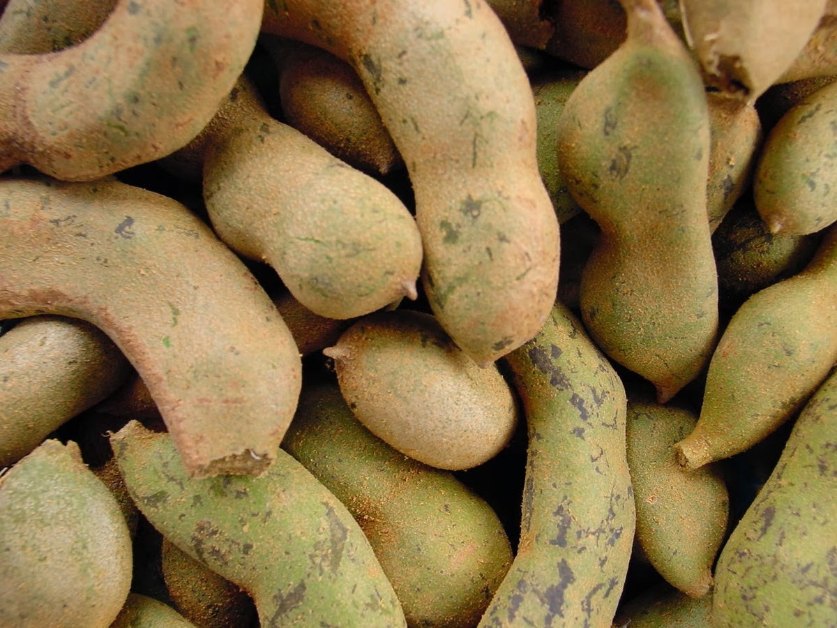 TAMARIND GREEN FRESH 1 LBS