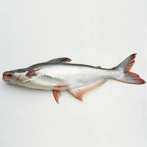 Pangas 4 LBS