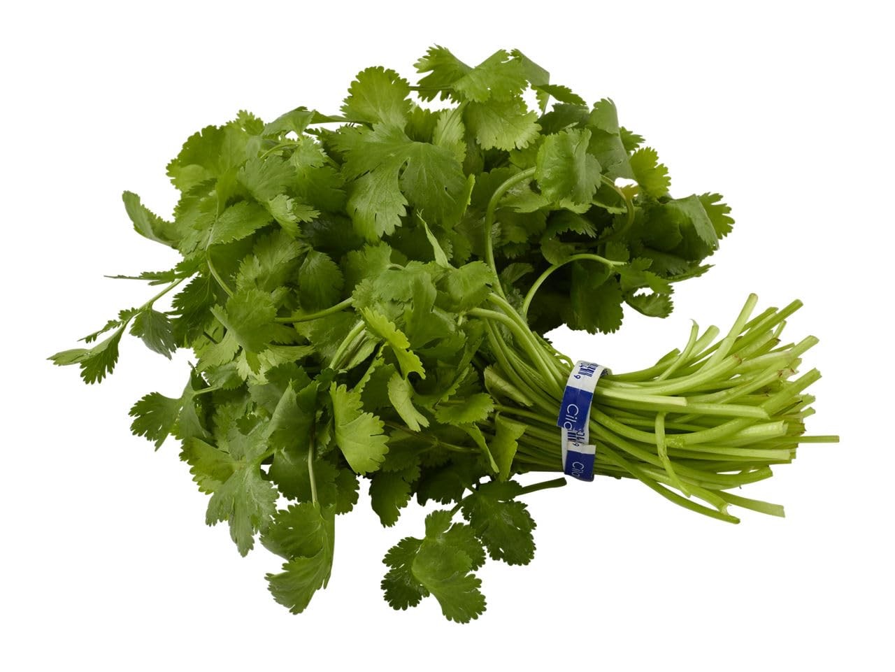 CILANTRO 1 EACH