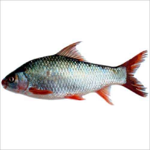 Mrigel (Sale) 1 LBS