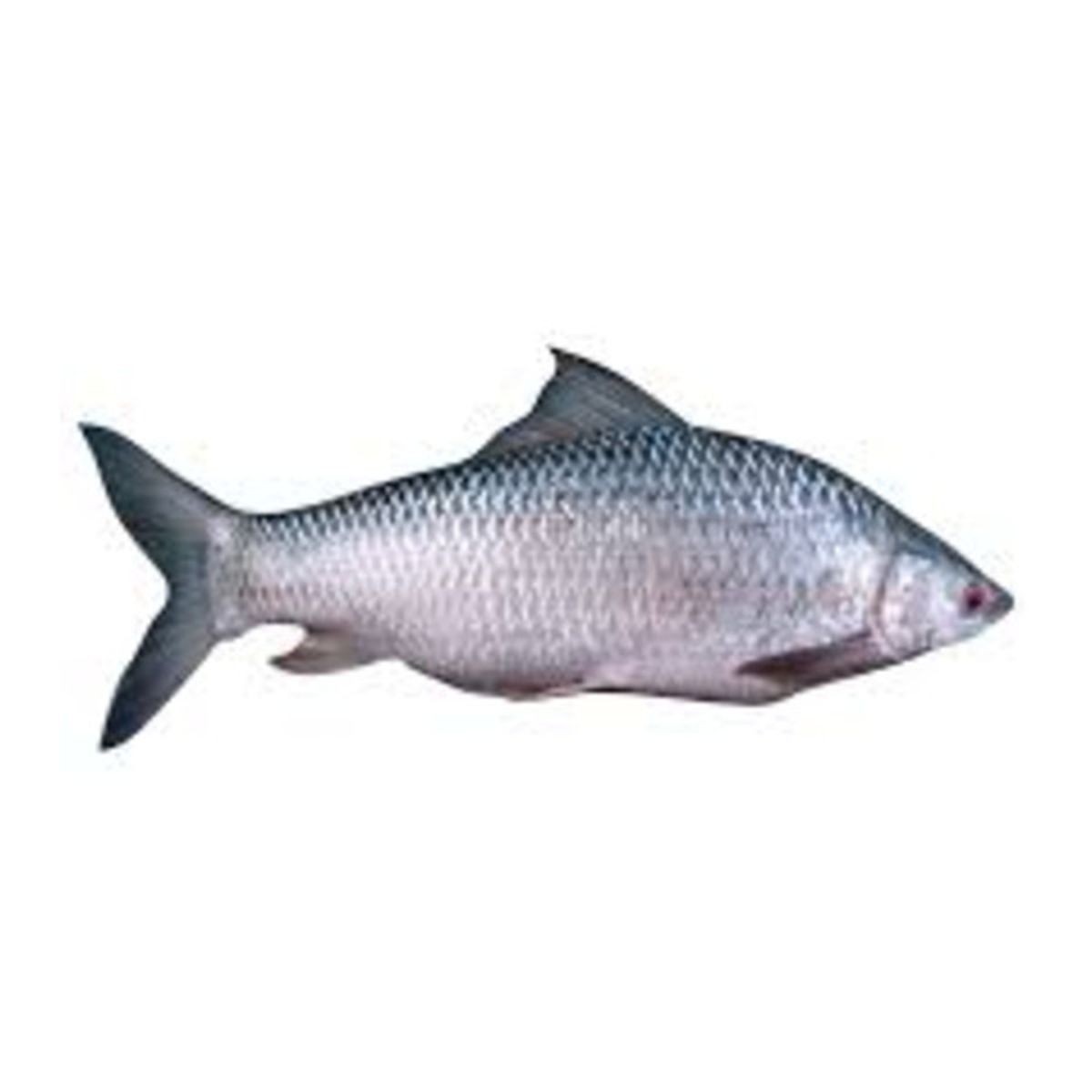 Mrigel (Sale) 3 LBS